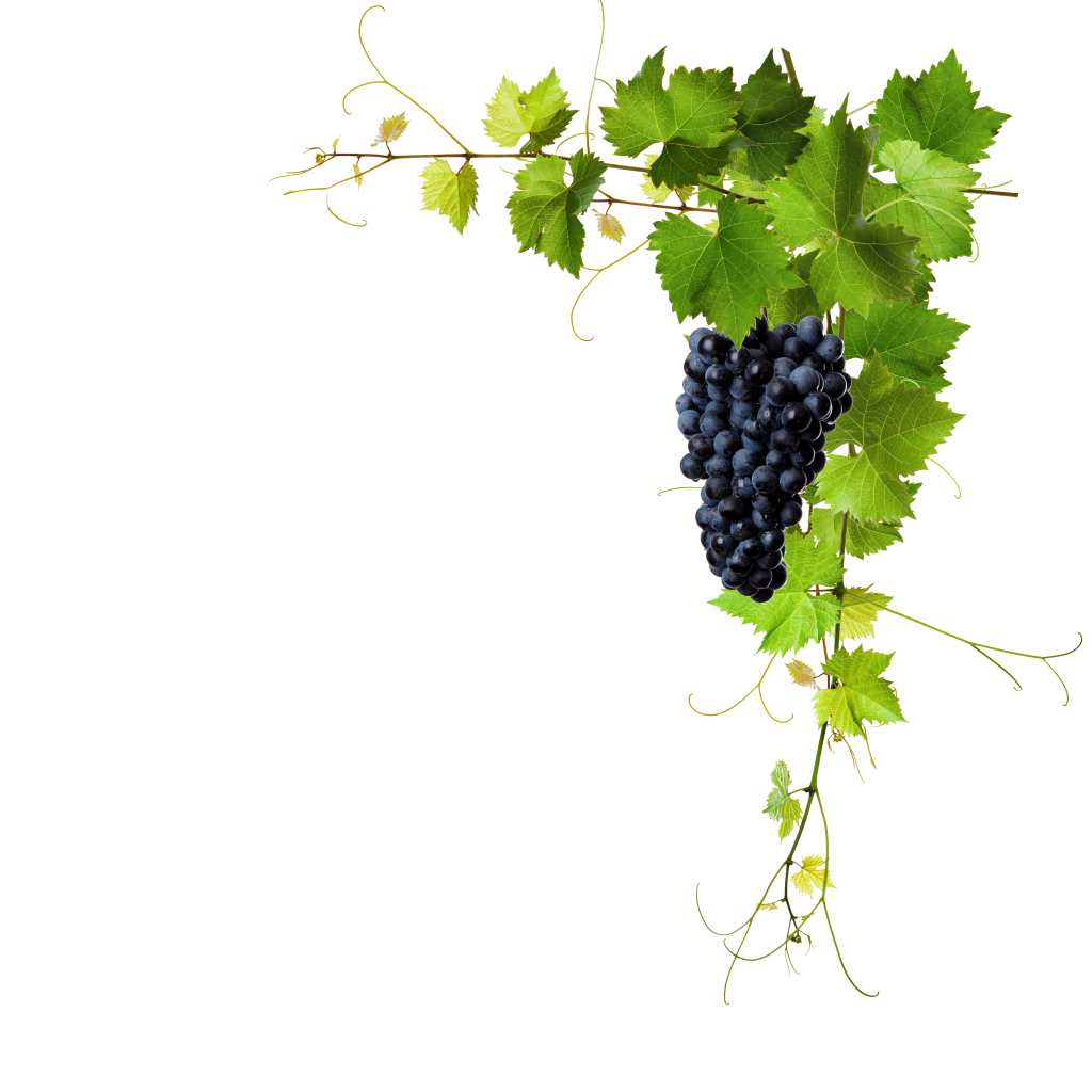 kisspng-common-grape-vine-stock-photography-stock-xchng-ro-croatian-wines-emerge-from-the-dark-suruchi-moha-5be727bff31795.0723661015418756479957