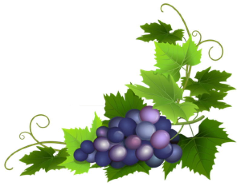 kisspng-common-grape-vine-wine-grape-leaves-clip-art-grapes-5ab94bf5baf118.8556498815220930457657